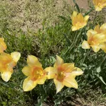 photo-apr-09-2025-12-45-32-pm
