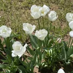 photo-apr-09-2025-12-55-44-pm