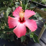 hardesty-farms-yae-22