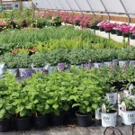 hardesty-farms-yae-23