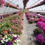hardesty-farms-yae-25