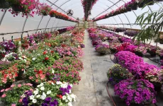 hardesty-farms-yae-25