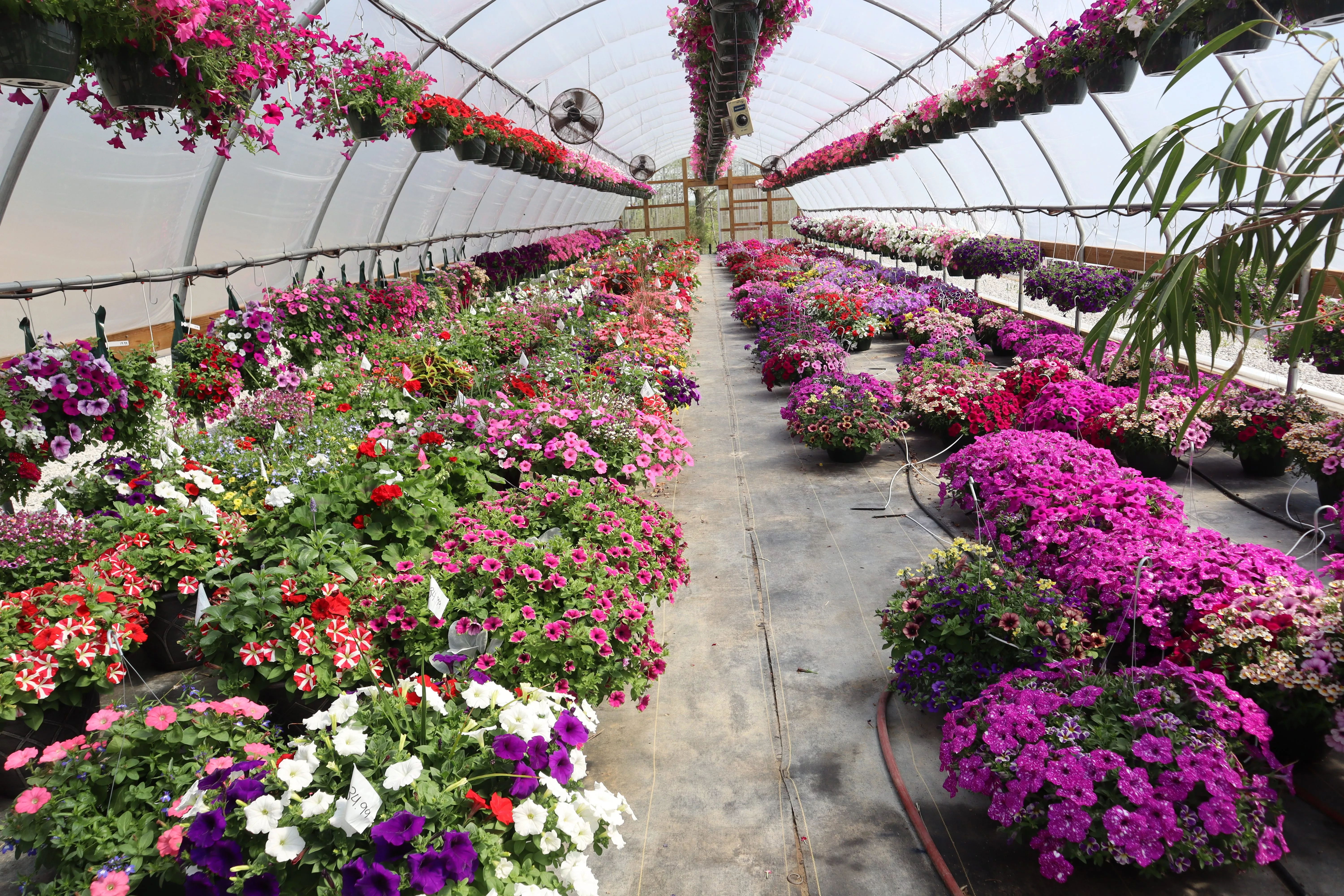 hardesty-farms-yae-25