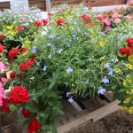 hardesty-farms-yae-27