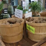 hardesty-farms-yae-33