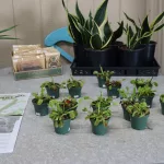 hardesty-farms-yae-36