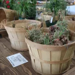 hardesty-farms-yae-38