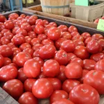 hardesty-farms-yae-40