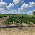 lowe-farms-1-41