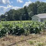 lowe-farms-1-73