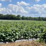 lowe-farms-1-74