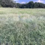 forage-field-day-15
