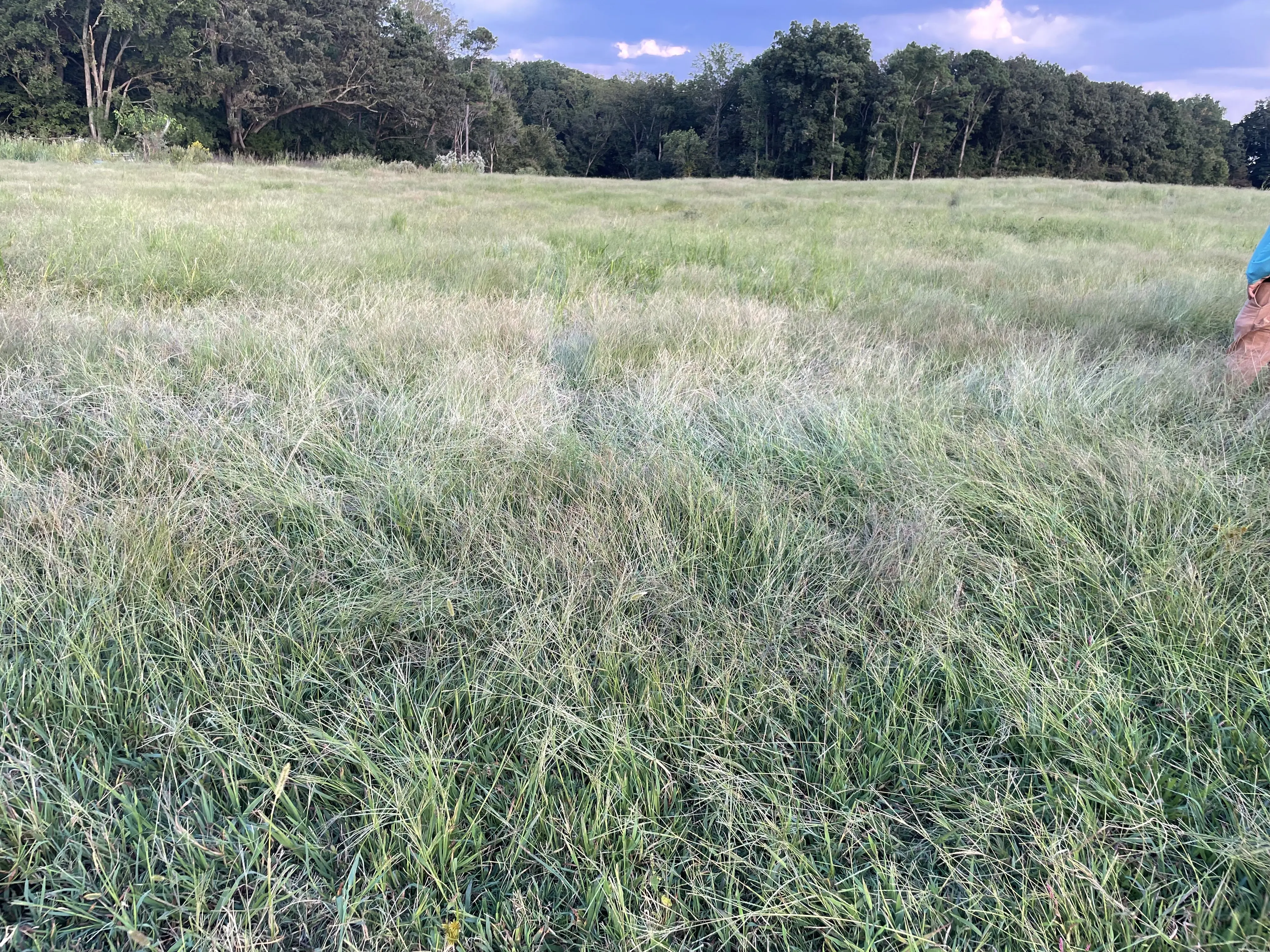 forage-field-day-15