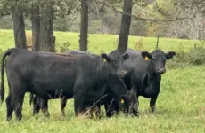 ky-tn-livestock-photo-jpg