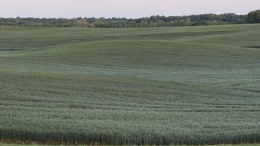 UK Hosts Annual Wheat Field Day At Research And Education Center