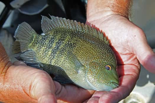 In Search Of The Rio Grande Cichlid Brownwood News
