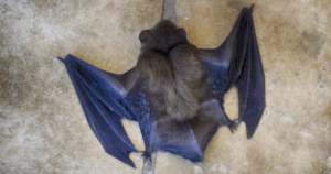 rabid-bat