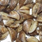 zebra-mussels