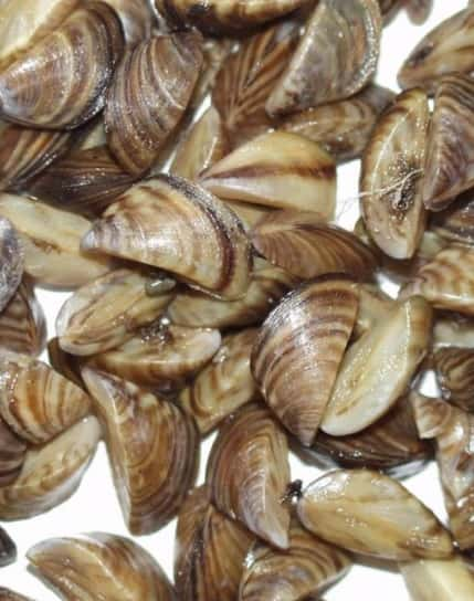 zebra-mussels