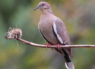 dove