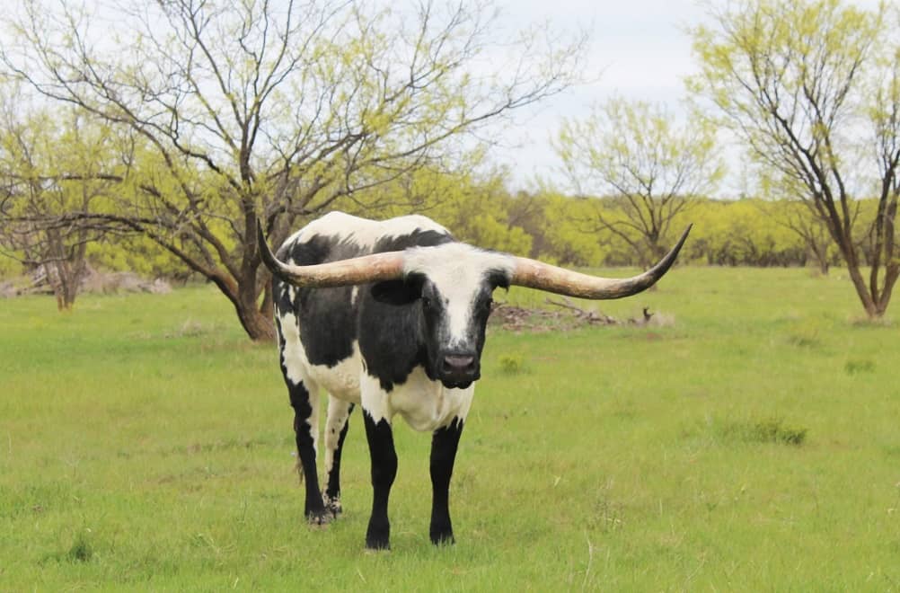 longhorn-6