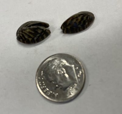 zebra-mussels-bn