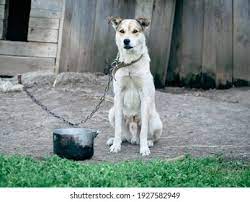 dog-on-chain-1