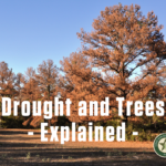 drought-and-trees