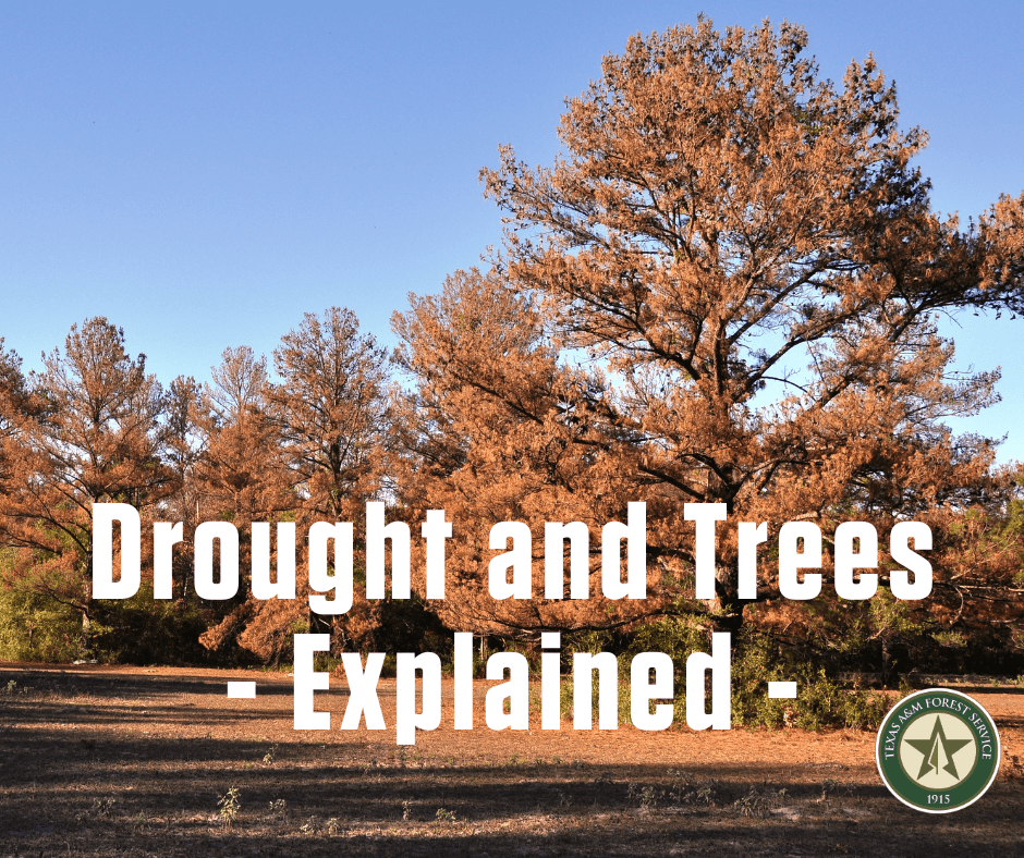 drought-and-trees