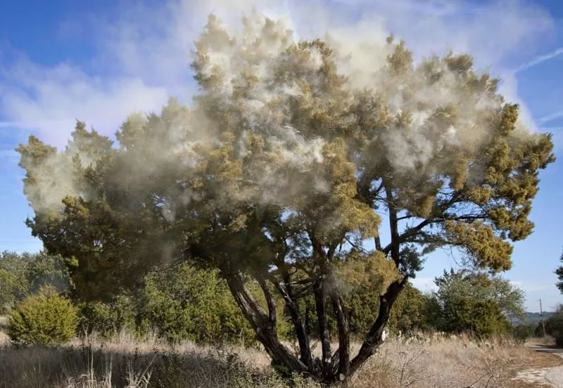 Cedar fever season begins in Texas - Vimarsana News