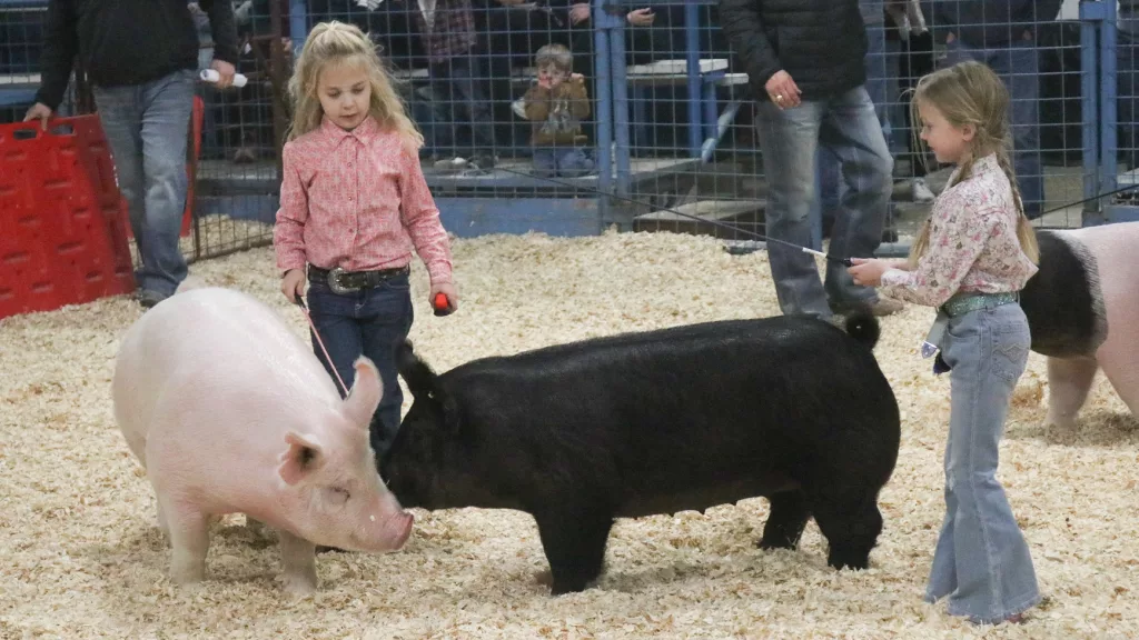 BCYF 2024 Breeding Gilt PHOTO GALLERY Brownwood News   IMG 1585 Edited 1024x576.webp