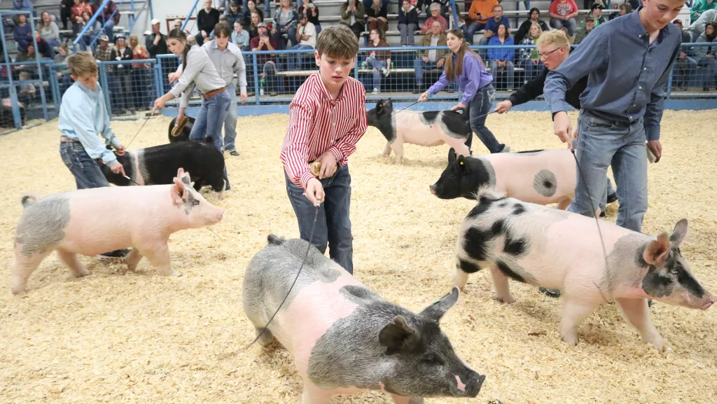 2024 BCYF Market Swine PHOTO GALLERY Brownwood News   IMG 3355 Edited 1024x577.webp