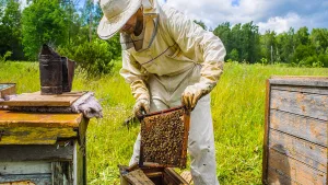 beekeeper