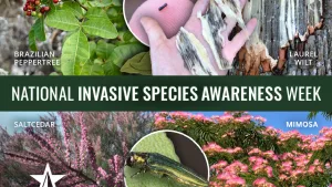 nationalinvasivespeciesawarenessweek