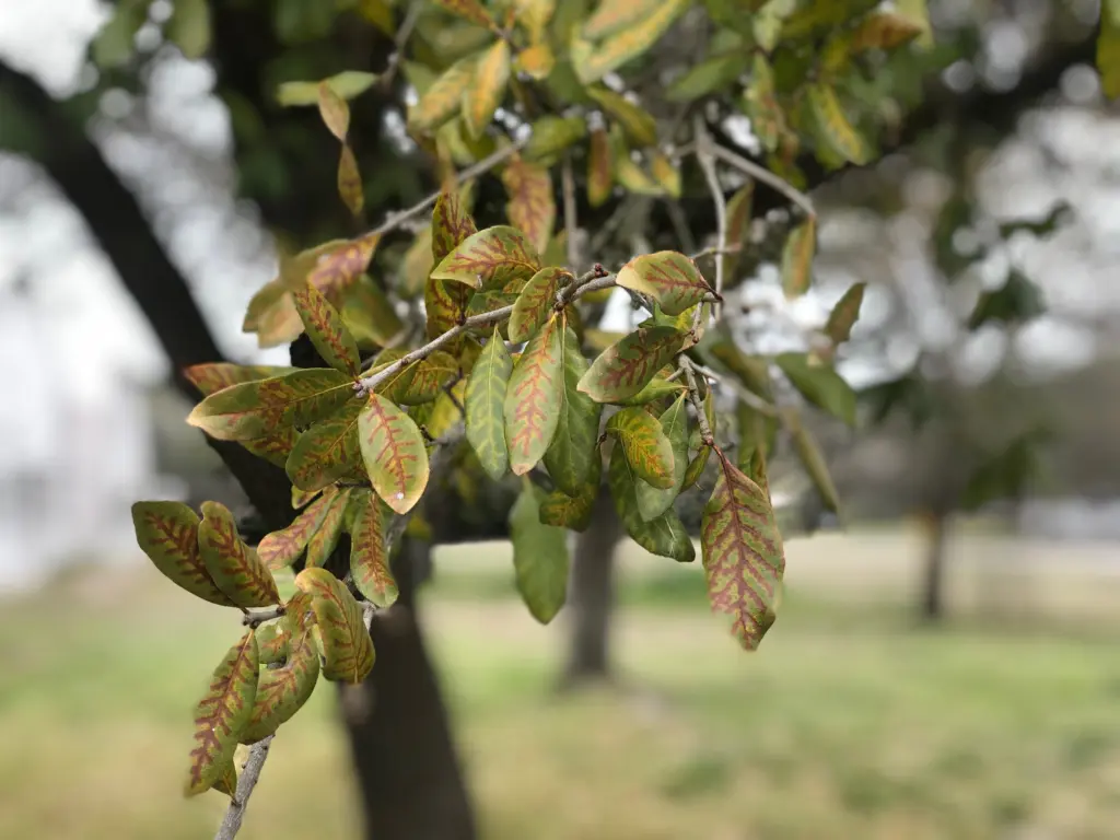 oak-wilt-yellow-and-brown-veins