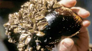 zebra-mussel-3