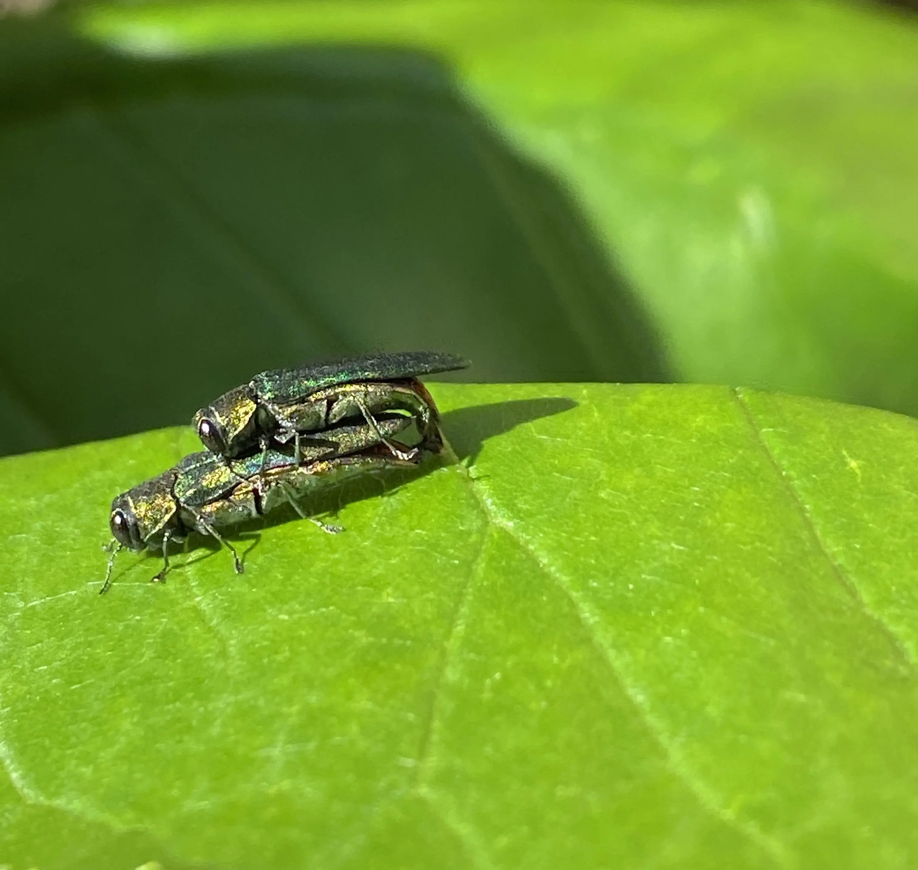 eab-mating-cropped