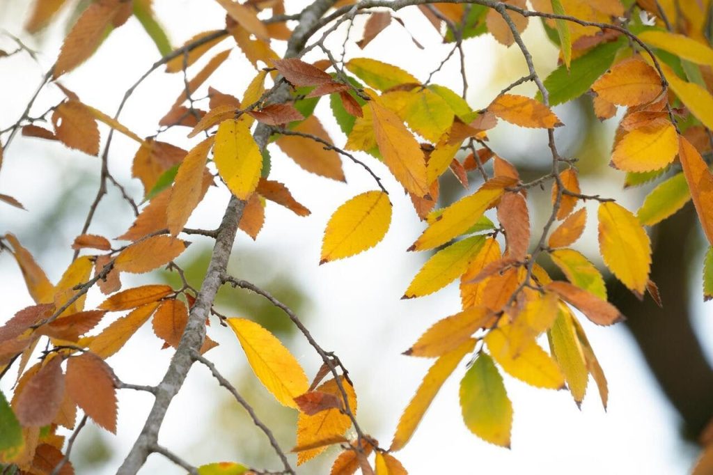 The Magic and Chemistry of Fall Foliage Color | Brownwood News
