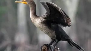 cormorant