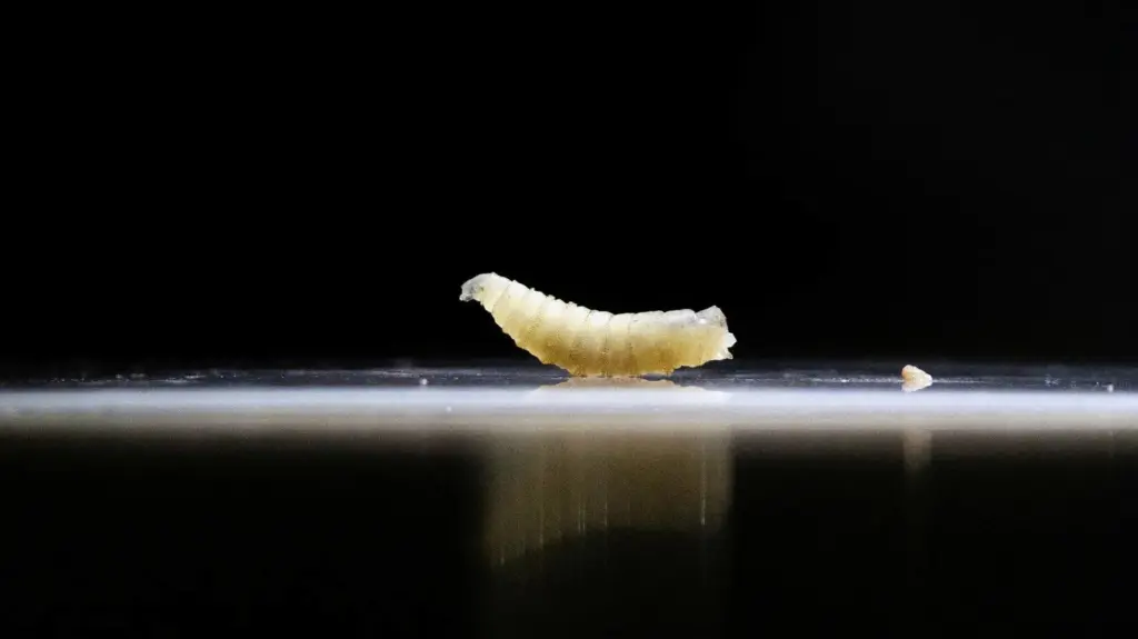 20260603-screwworm-reuters
