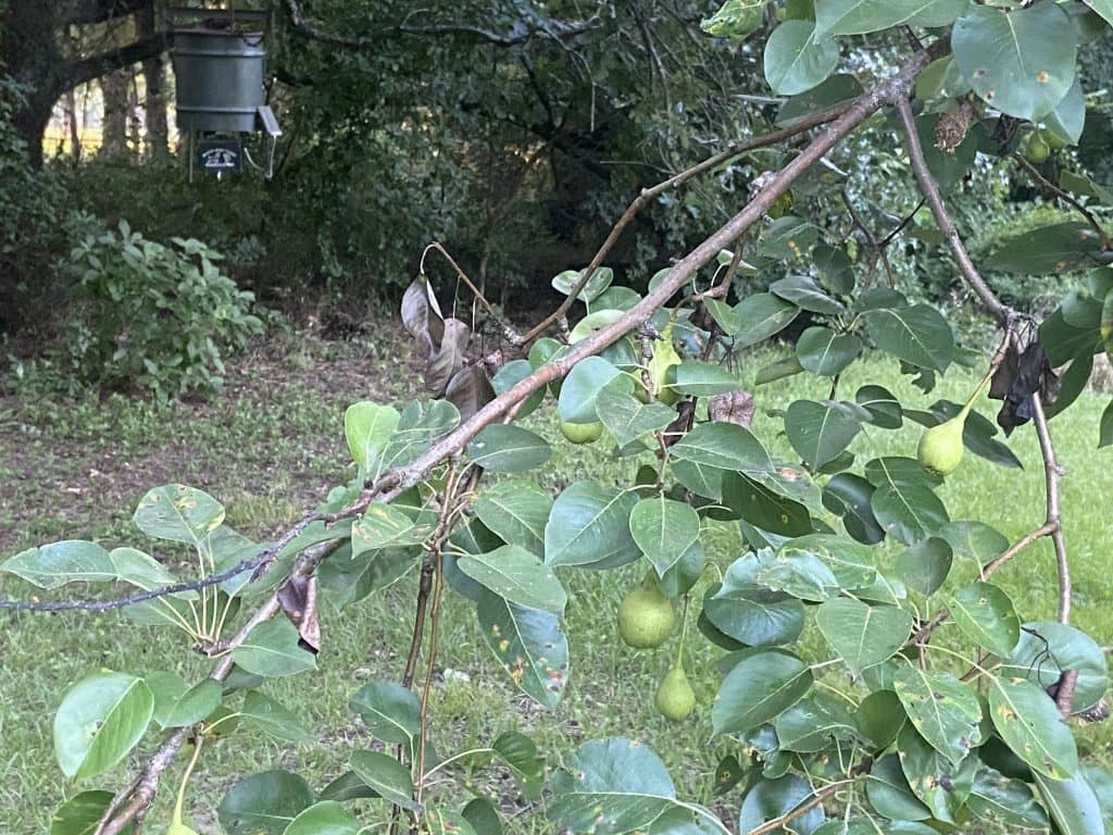 LUKE CLAYTON: Front Yard Pork