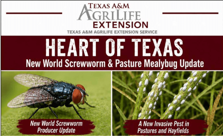 Heart of Texas Program to Provide Updates on New World Screwworm and Pasture Mealybug