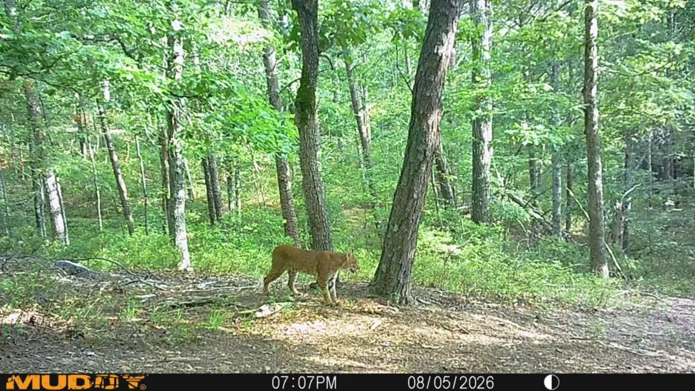 trail-cameramp06