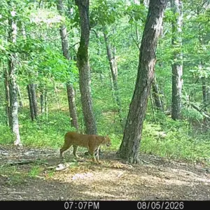 trail-cameramp06
