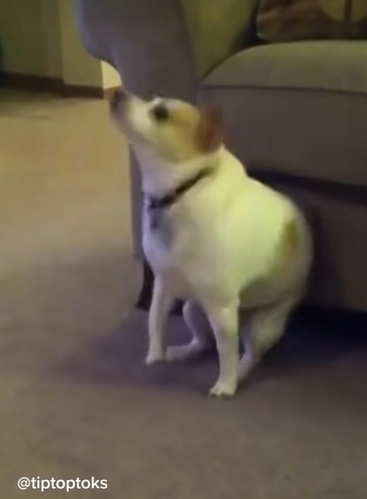 screenshot_20220318-101324_tiktok