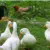 Alerta por brote de salmonela con pollos y patos en Georgia Alerta por brote de salmonela con pollos y patos en Georgia