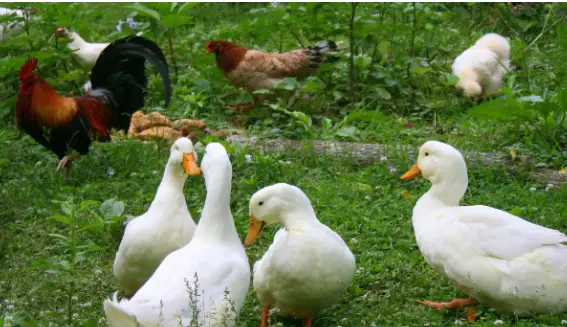 patos patos