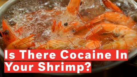 there-cocaine-your-shrimp
