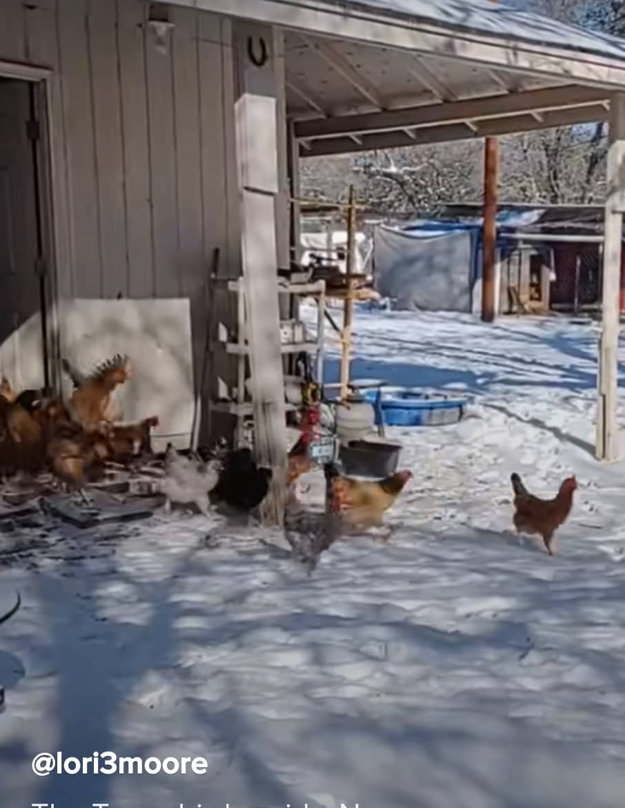 screenshot_20210218-075230_tiktok