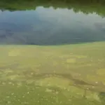 lago